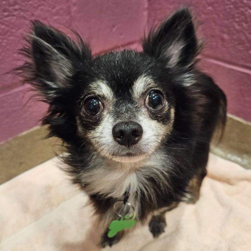 Top 10 Reasons to Adopt an Older Dog
