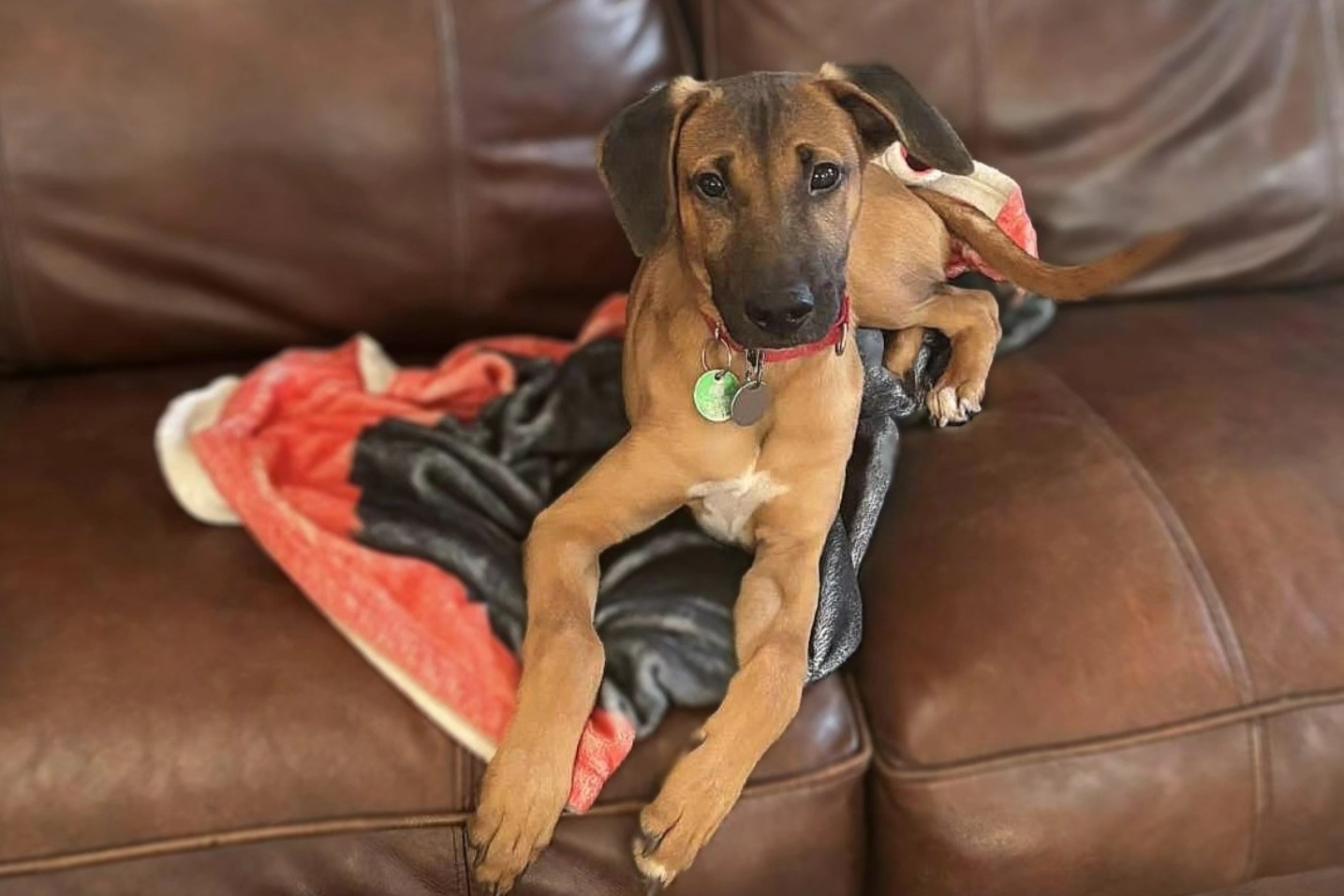 Pet-Friendly Housing