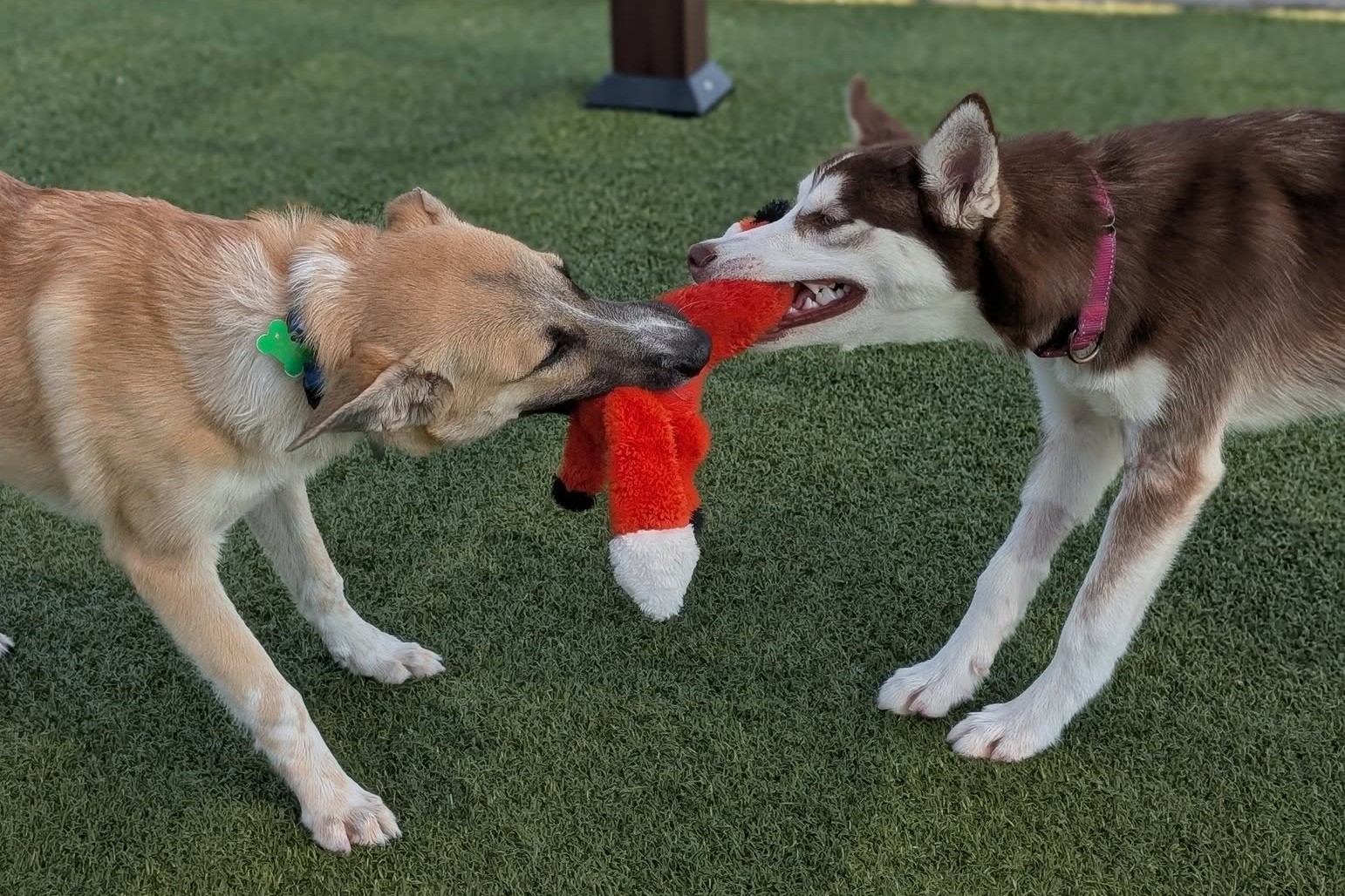 Doggy Daycares