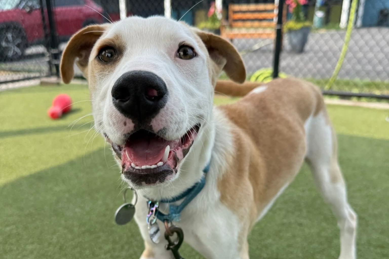 Shelters & Rescues