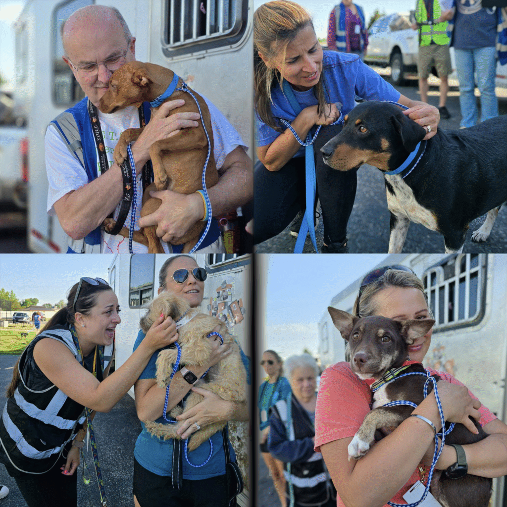 Transport Adoption Event – Helping Hounds Dog Rescue